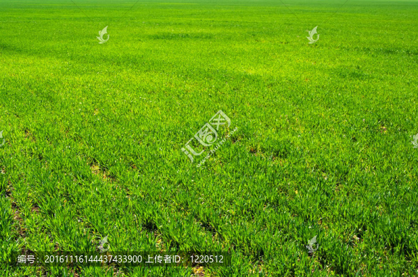 綠色的草