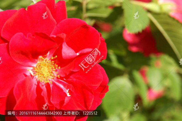 紅玫瑰