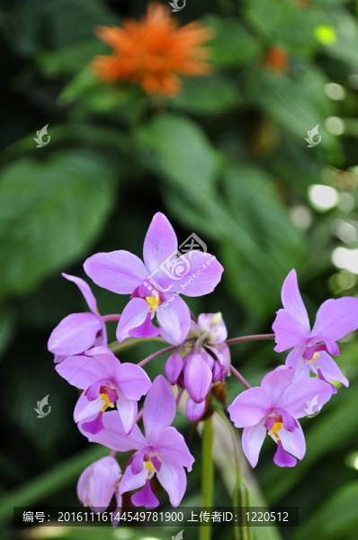 蘭花；Spathoglottis,plicata