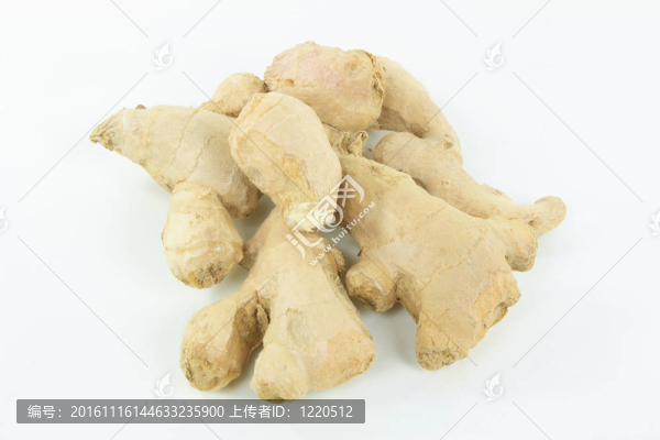 生姜根樁。