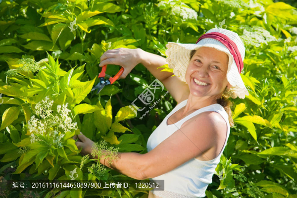 高級女人切割山茱萸