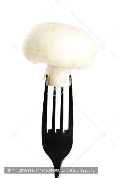 白色背景上分叉的白色蘑菇