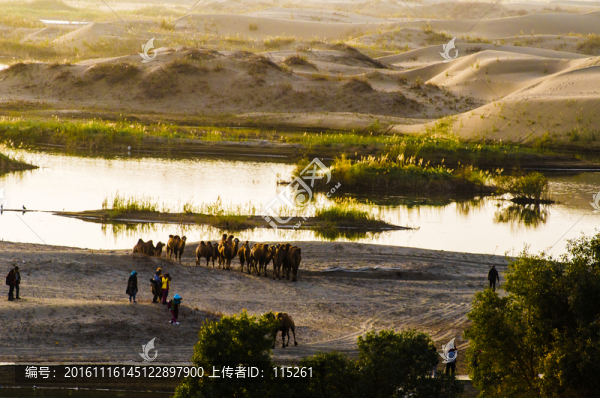 沙漠濕地胡楊
