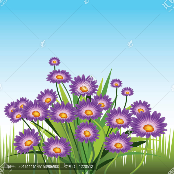 紫色的雛菊