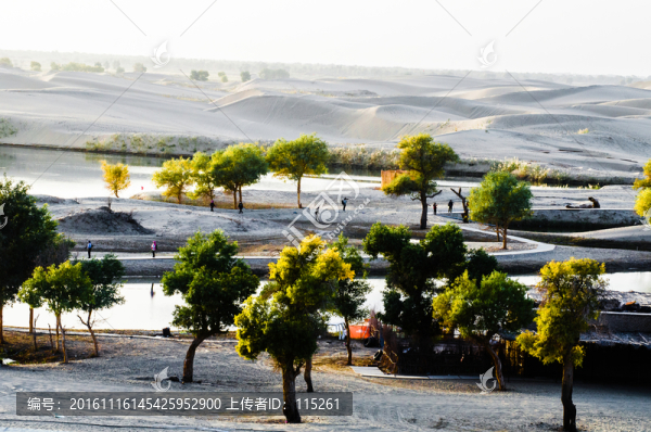 胡楊林,濕地,沙漠