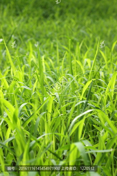 夏季高草背景紋理