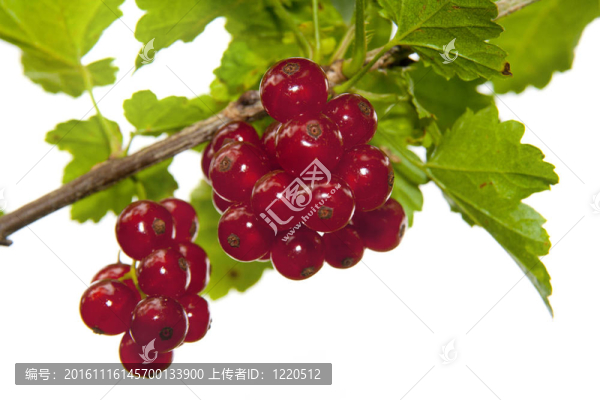 紅醋栗
