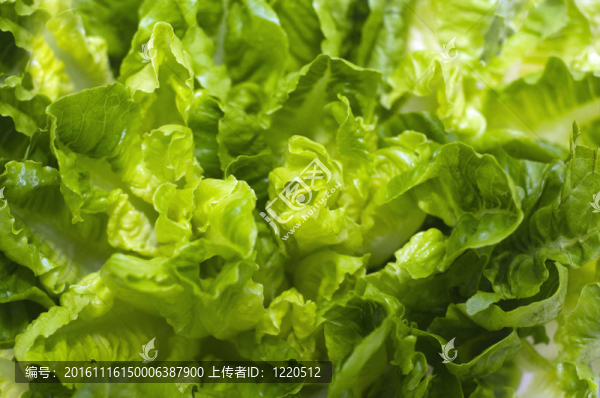 牛油生菜