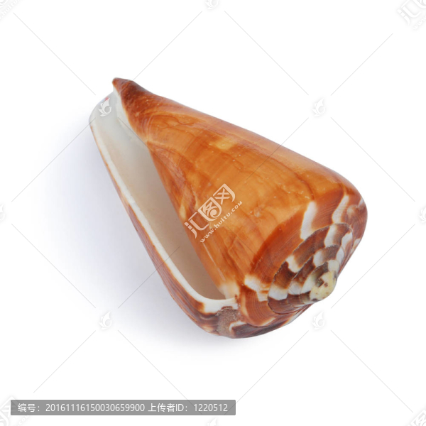 海貝殼