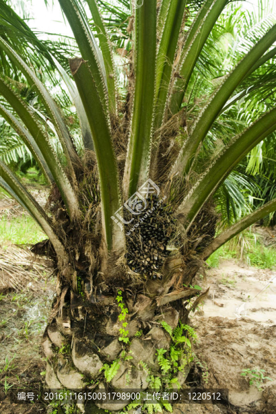 棕櫚油種植園