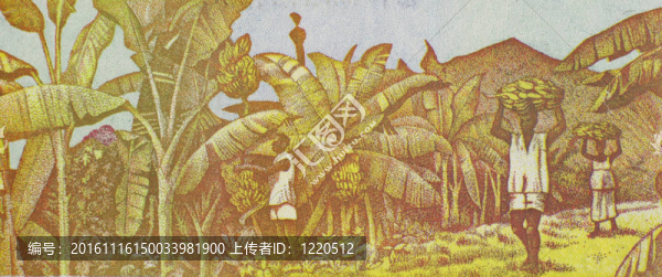 收獲的香蕉
