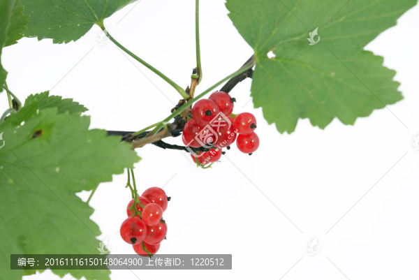 紅醋栗樹枝