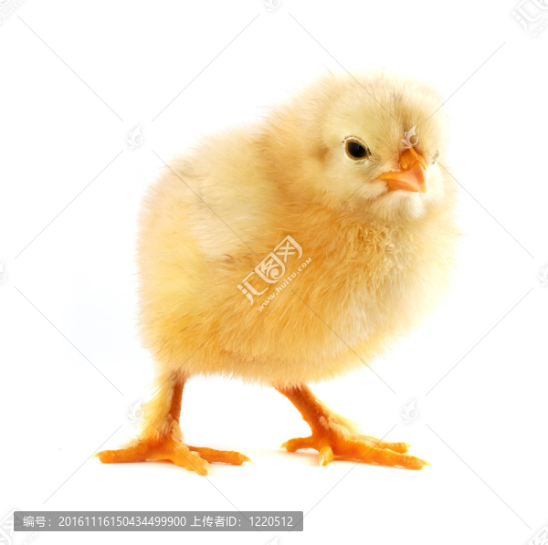 黃色小小雞