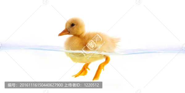 黃丑小鴨游泳