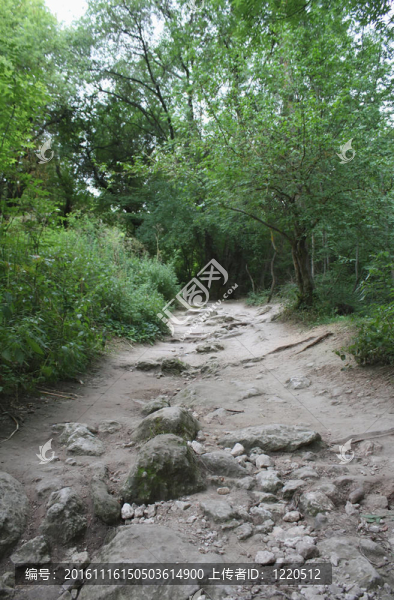 克里米亞山地森林之路；烏克蘭
