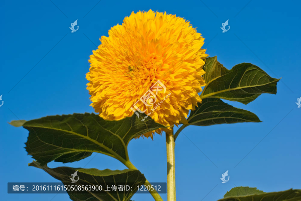 藍天下的向日葵