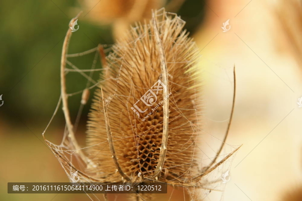 川續(xù)斷的頭非常近了