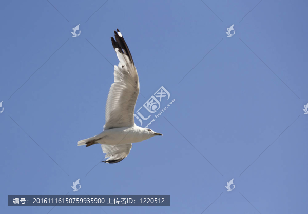翱翔在空中。