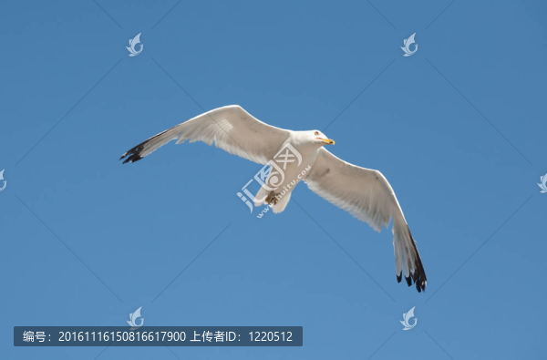 海鷗在天空中。