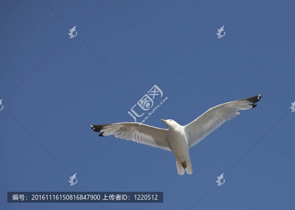 海鷗在天空。