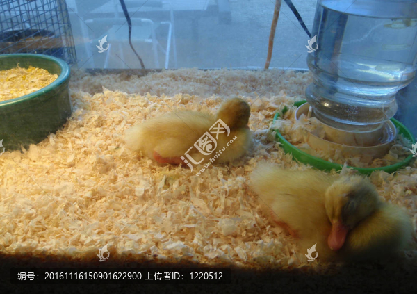 日齡鴨