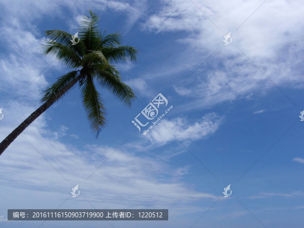 椰子樹(shù)在海灘上觀看天空
