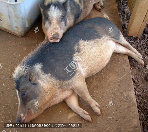 兩只動(dòng)物園豬躺在彼此的