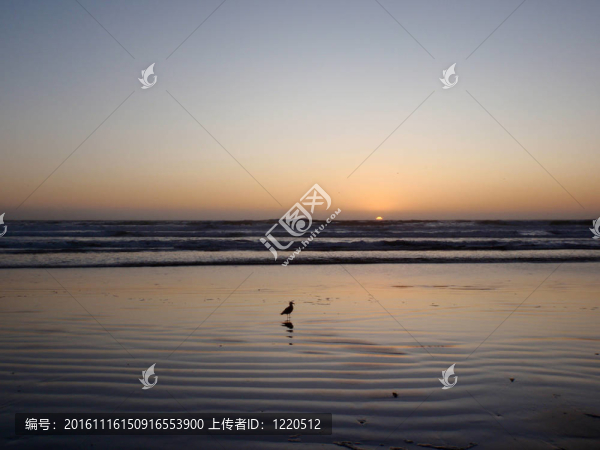 夕陽中的鳥兒站在水里