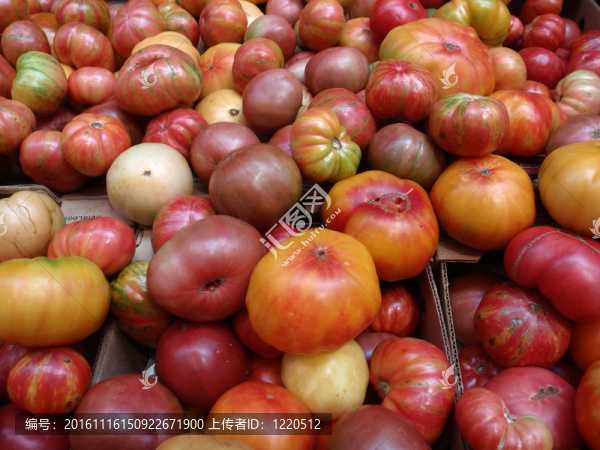 束五彩繽紛的各種尺寸的hierloom,Tomatos