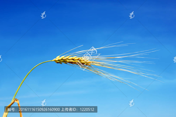 一大串