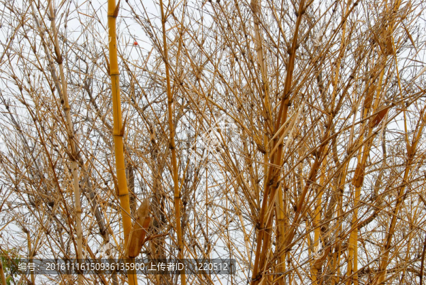 竹林-匯圖網(wǎng) www.fosd68.com 竹林