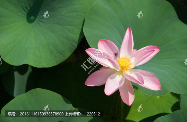 蓮花