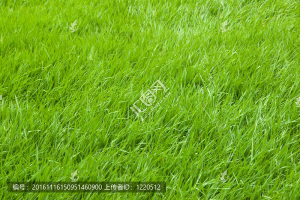 草地背景