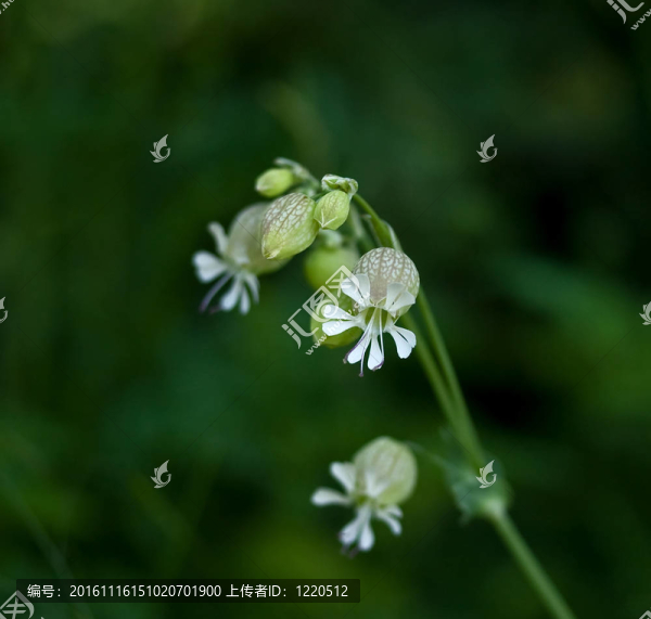 白玉草