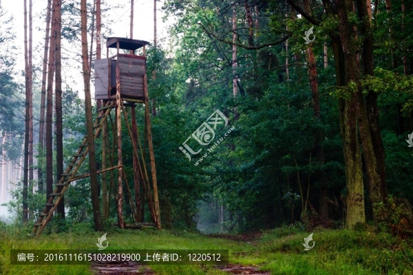 森林