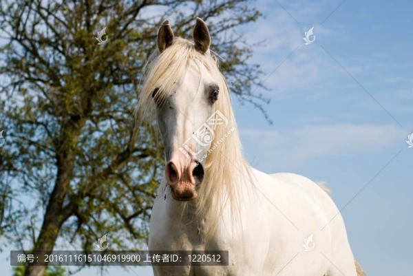 馬