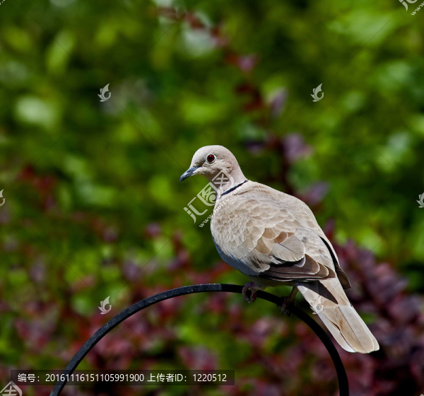 斑鳩