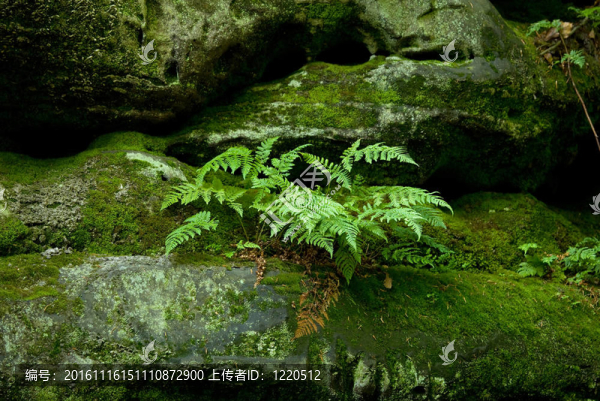 Fern和巖石區(qū)