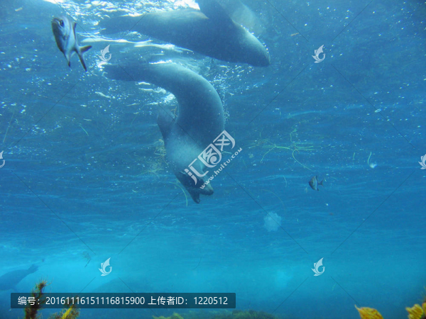海豹狩獵潛水水下