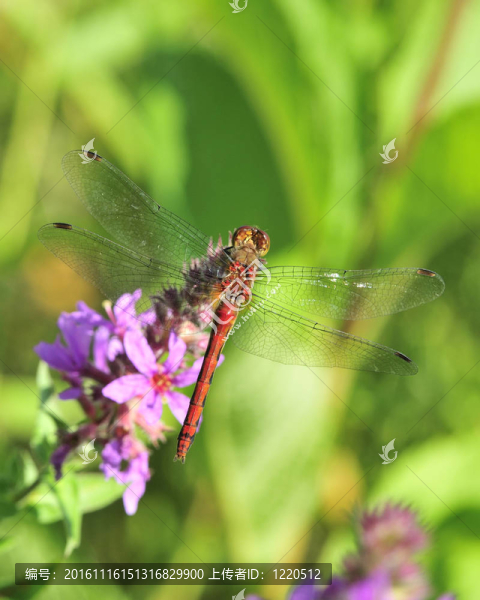 紅寶石meadowhawk