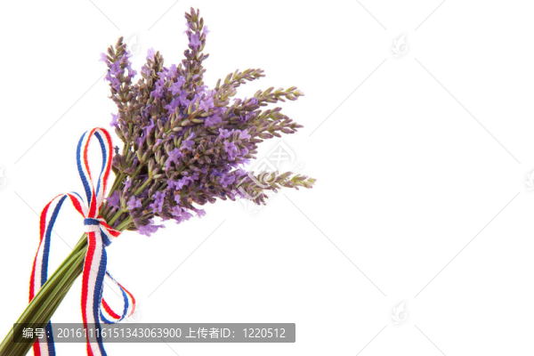 普羅旺斯薰衣草
