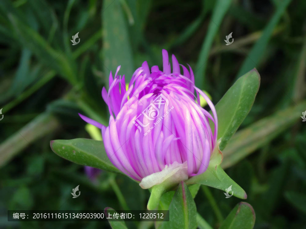 Carpobrotus白蝦開