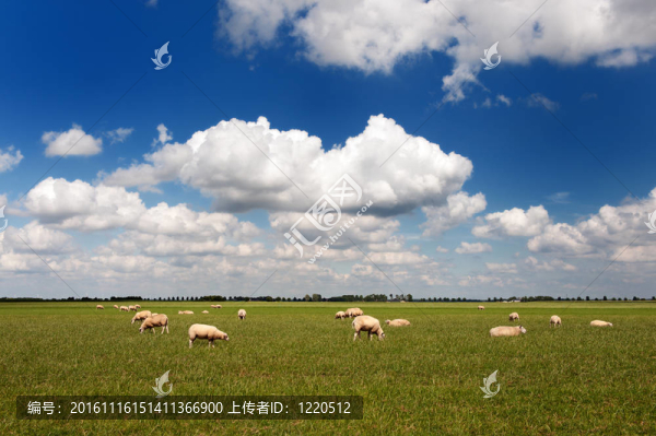 綿羊扁景觀
