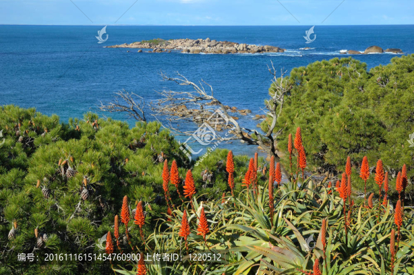 Aloe,vera紅花和藍(lán)色的大海