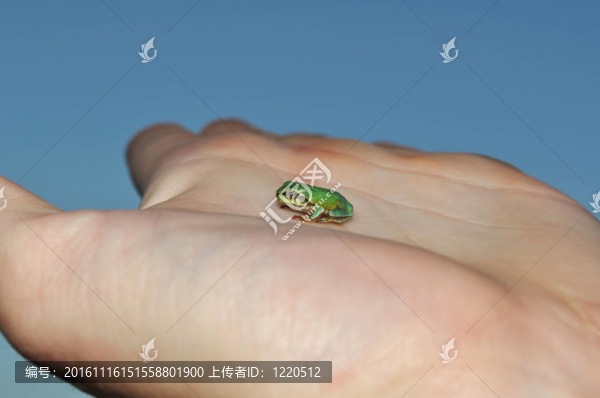 歐洲樹上的青蛙