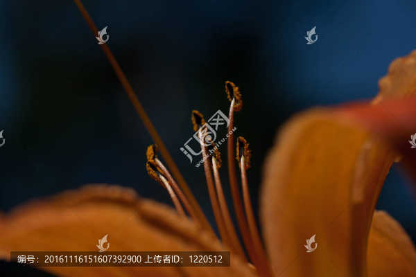 深藍(lán)色背景的橙色百合