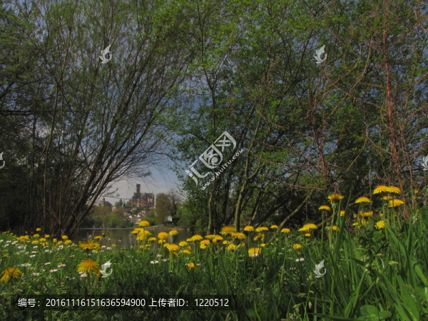 蒲公英花；大教堂；河流
