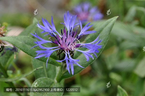 蒙大納矢車(chē)菊