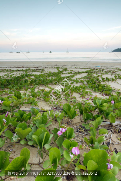 熱帶海景