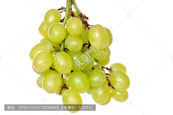 酸葡萄枝